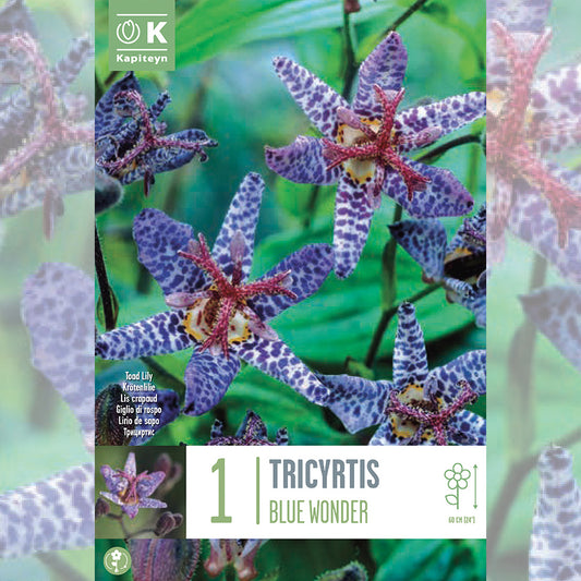 TRICYRTIS BLUE WONDER - ORCHID LILY