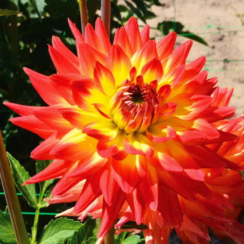 DAHLIA CACTUS ALOHA 
