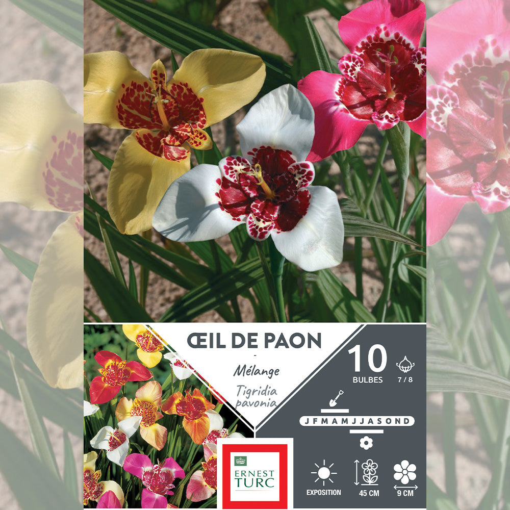 ŒIL DE PAON MÉLANGE (TIGRIDIA PAVONIA)