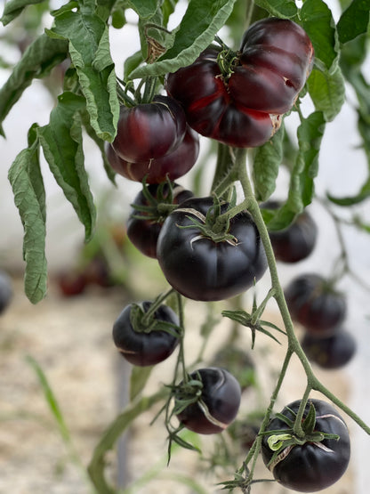 TOMATO BLACK BEAUTY AB