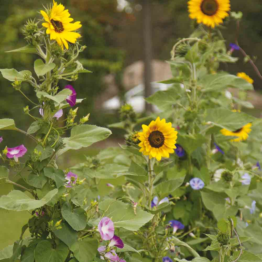 BLUMIGE MISCHUNG – SONNE UND SCHÖNE KLETTERBLUMEN NT 25 g