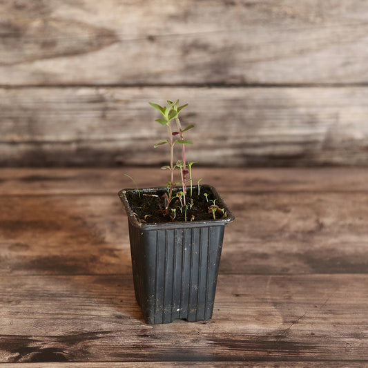 ICE MINT OR RICQLES AB - PLANT