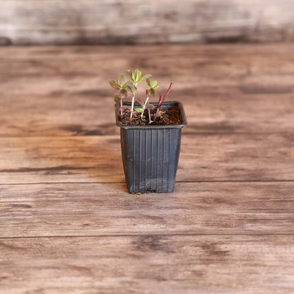 MENTHE POIVREE AB - PLANT