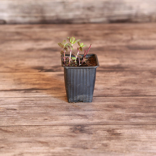 PEPPERMINT AB - PLANT