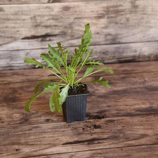 ROQUETTE SAUVAGE AB - PLANT