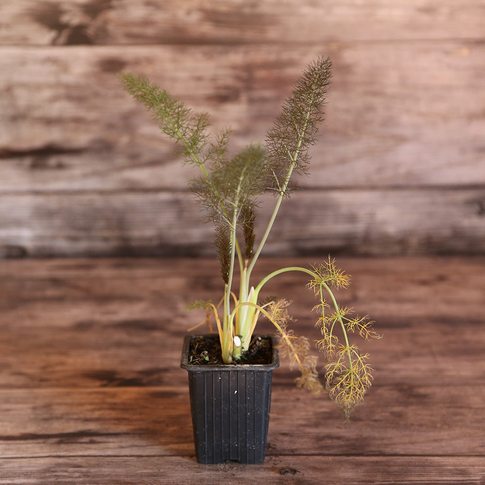 BRONZE FENCHEL AB - PFLANZE