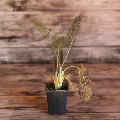 BRONZE FENCHEL AB - PFLANZE
