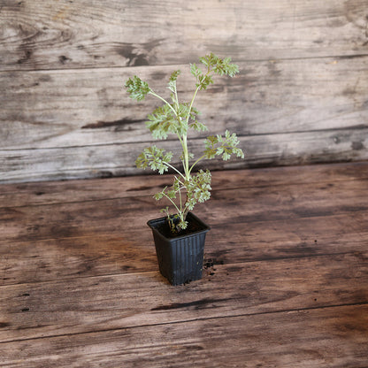 ABSINTHE AB - PLANT