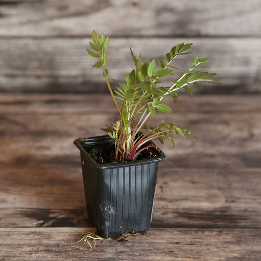 VALERIANE OFFICINAL AB - PLANT