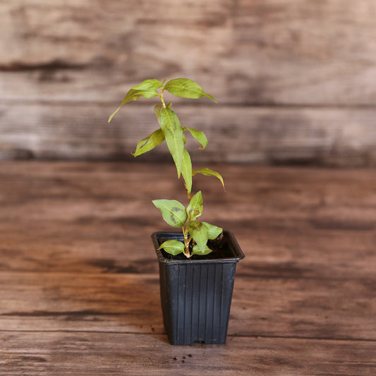 VIETNAMESE CORIANDER (Polygonum thai) AB - PLANT