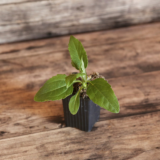 TOPINAMBOUR FUSEAU AB - PLANT 