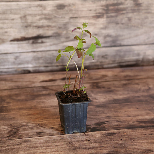 MONARDE BERGAMOTE AB - PLANT