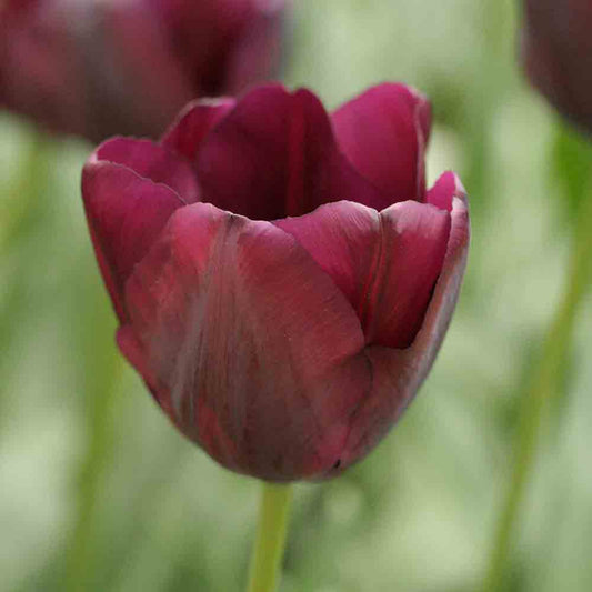 BIO-TRIOMPHE-SCHWARZE TULPE
