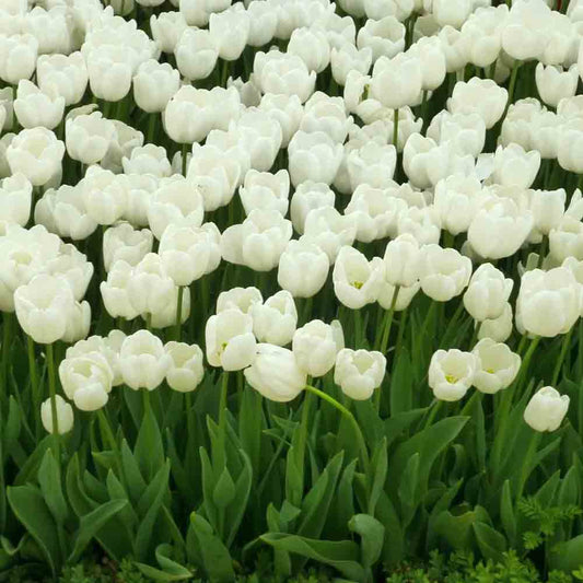 BIO-TRIOMPHE-WEIßE TULPE