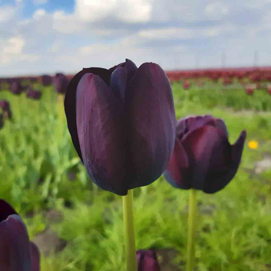 SPÄTE EINFACHE TULPENKÖNIGIN DER NACHT