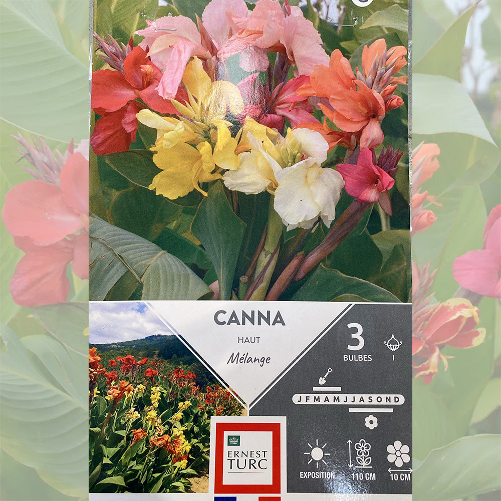 CANNA HAUT FEUILLAGE VERT MÉLANGE
