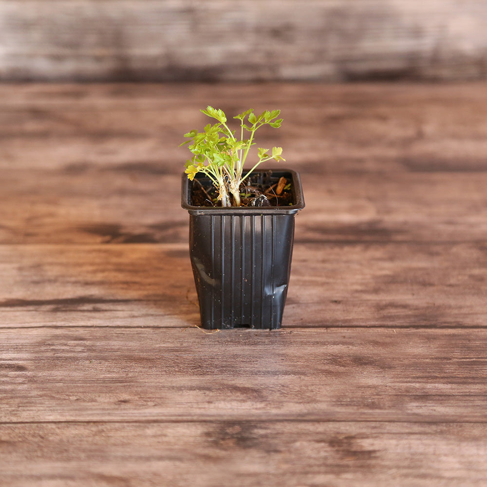 PARSLEY SIMPLE AB - PLANT