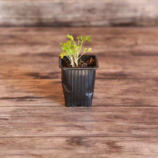 PERSIL SIMPLE AB - PLANT