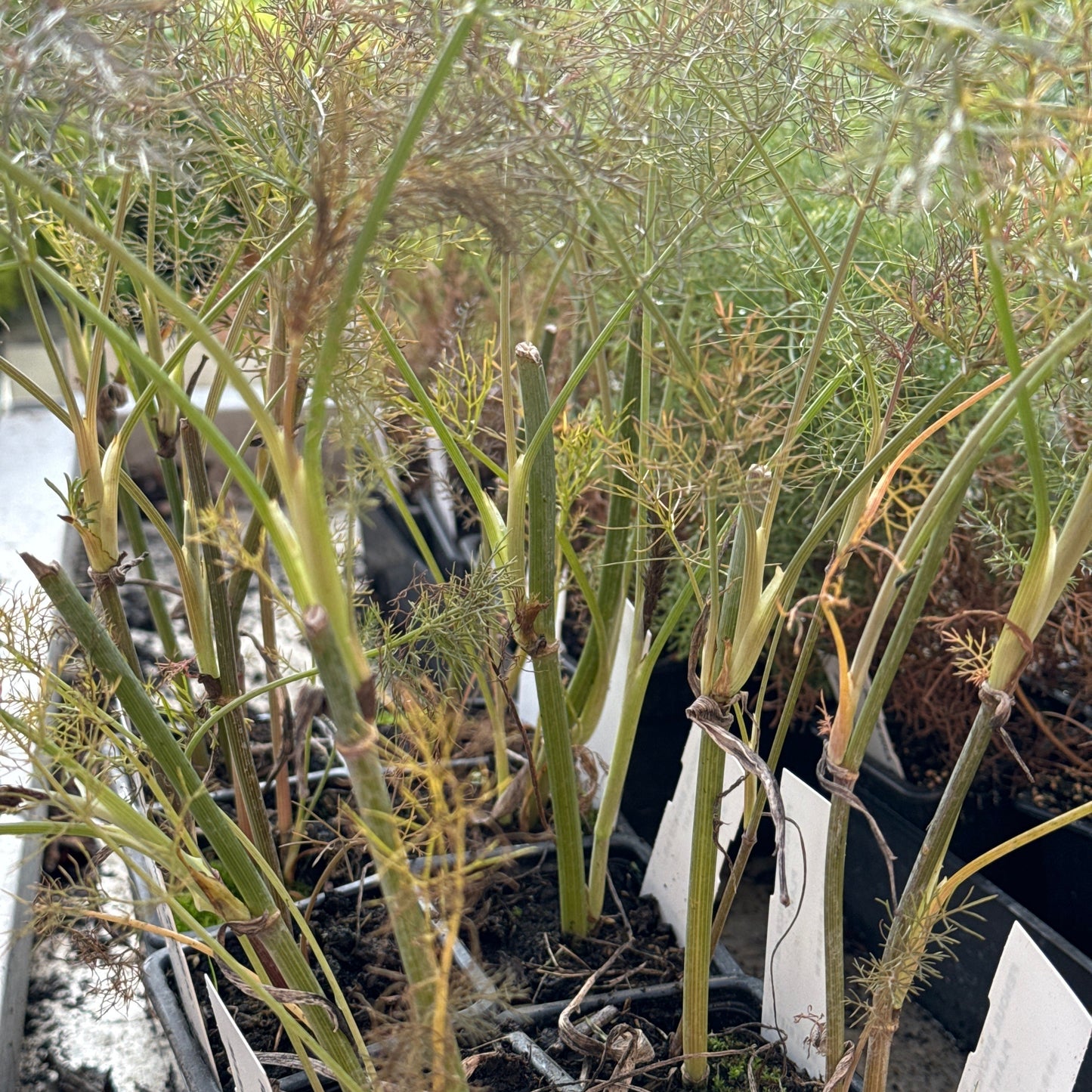 BRONZE FENCHEL AB - PFLANZE