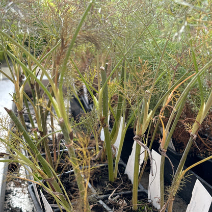 BRONZE FENCHEL AB - PFLANZE