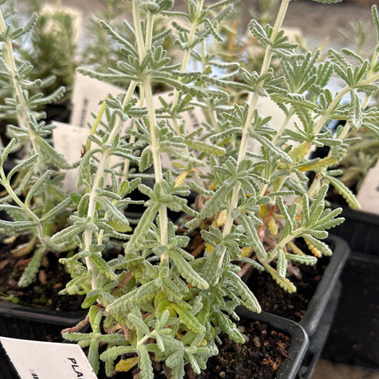 PLANTE SAUCISSON AB - PLANT