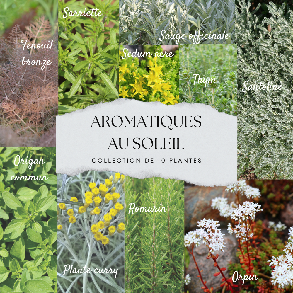 COLLECTION 10 PLANTES - AROMATIQUES SOLEIL