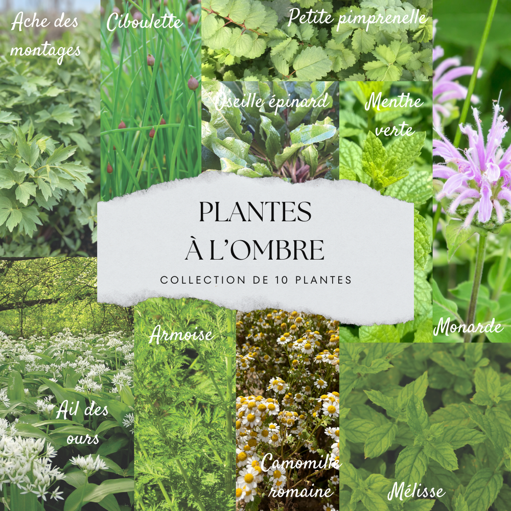 COLLECTION 10 PLANTES - OMBRE