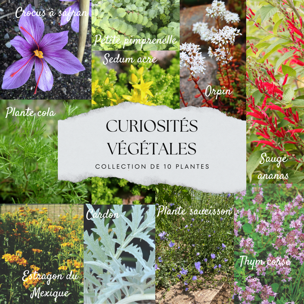 COLLECTION 10 PLANTS - CURIOSITÉS VÉGÉTALES