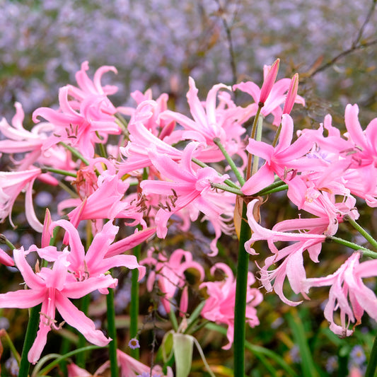 AMARINE BELLADIVA EMMANUELLE 