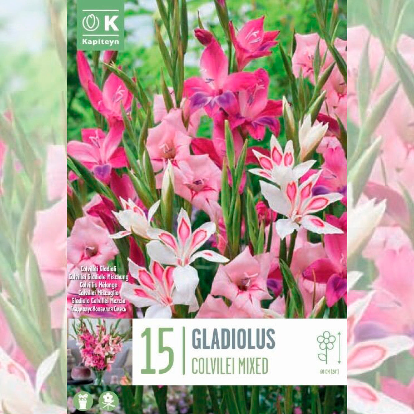 GLAÏEULS COLVILLEI EN MÉLANGE 