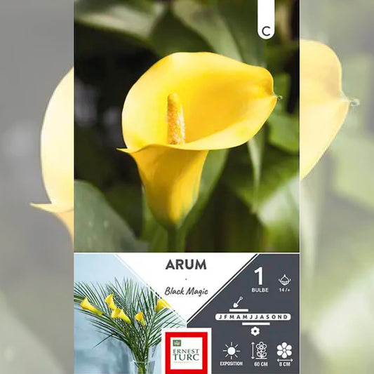 ARUM BLACK MAGIC 