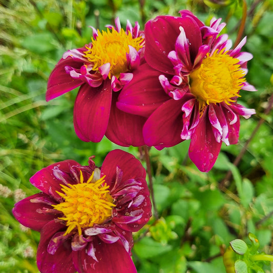 DAHLIA COLLERETTE CHERRY STAR 