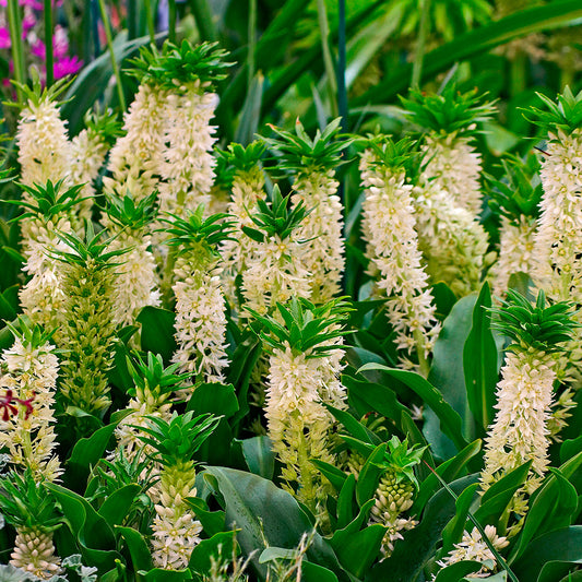 EUCOMIS BICOLOR 
