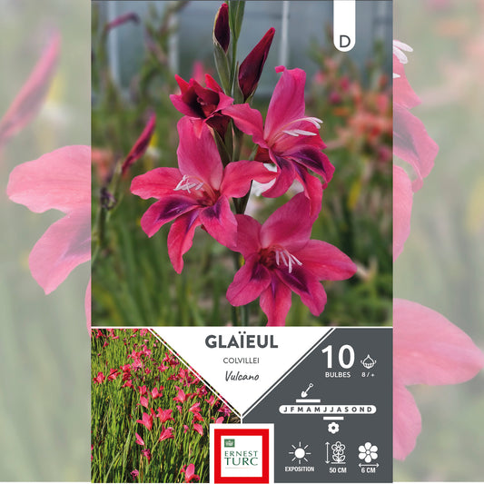 GLAÏEUL COLVILLEI VULCANO 