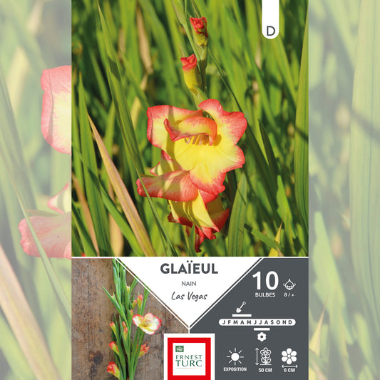 GLAÏEUL NAIN LAS VEGAS 