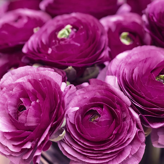 RENONCULE HAUTE POURPRE 