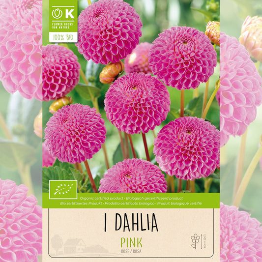 DAHLIA POMPON ROSE AB