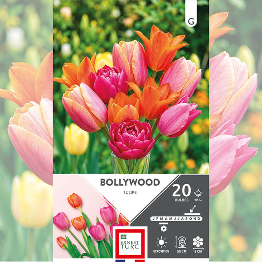 ASSORTIMENT BOLLYWOOD - TULIPES 