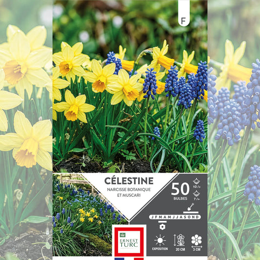 ASSORTIMENT CÉLESTINE - NARCISSES & MUSCARIS 