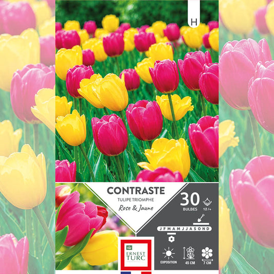 ASSORTIMENT CONTRASTE - TULIPES 
