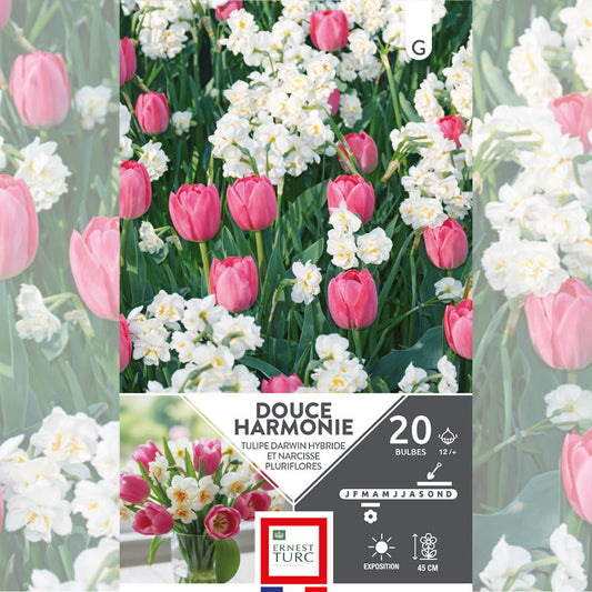 ASSORTIMENT DOUCE HARMONIE - TULIPES & NARCISSES 