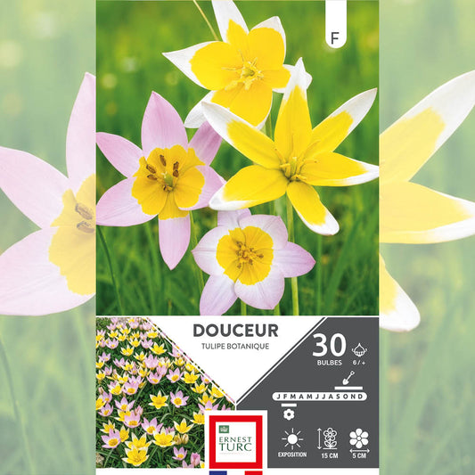 ASSORTIMENT DOUCEUR - TULIPES 