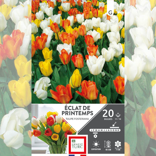 ASSORTIMENT ÉCLAT DE PRINTEMPS - TULIPES 