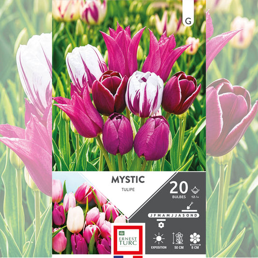 ASSORTIMENT MYSTIC - TULIPES 