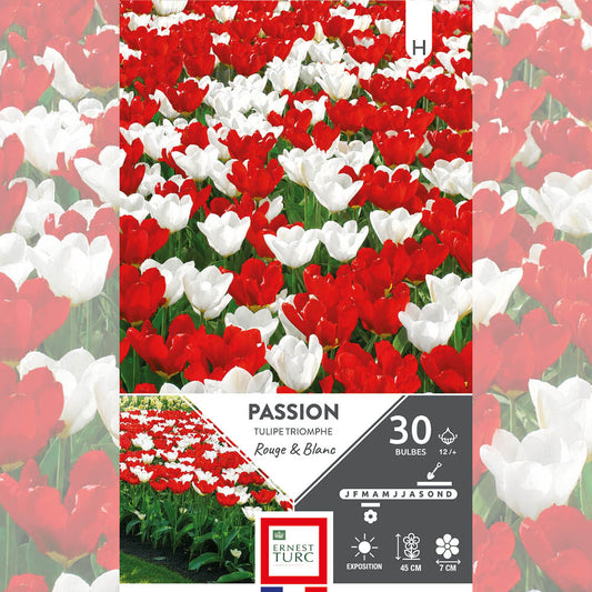 ASSORTIMENT PASSION - TULIPES 