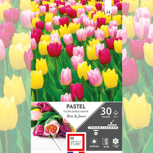ASSORTIMENT PASTEL - TULIPES 