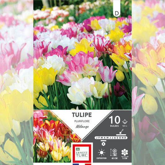 ASSORTIMENT PLURIFLORE - TULIPES 