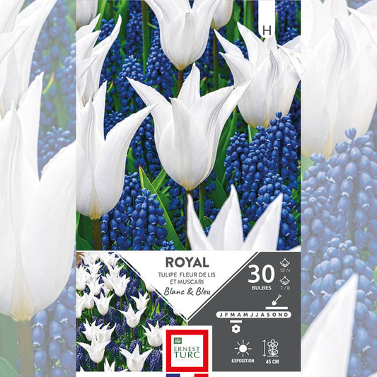 ASSORTIMENT ROYAL - TULIPES & MUSCARIS 