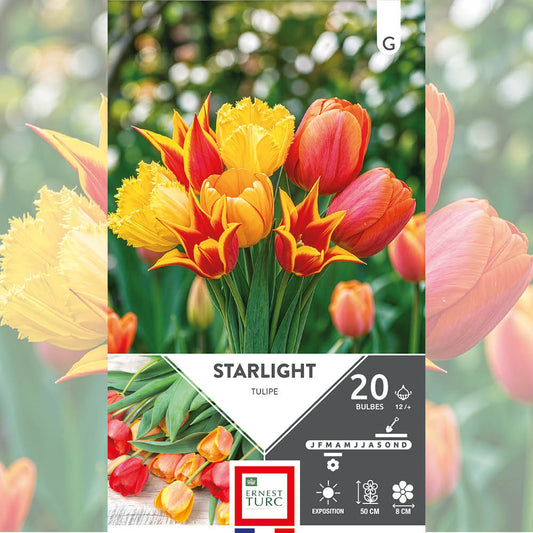 ASSORTIMENT STARLIGHT - TULIPES 