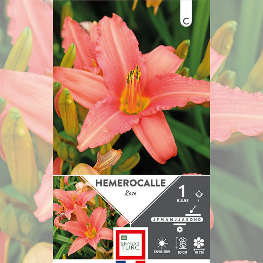 HÉMEROCALLE ROSE 
